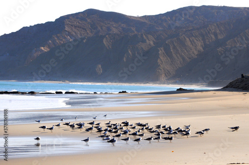 Gaviotas descansando en la arena en la playa de Cabo Blanco en el norte de Perú.