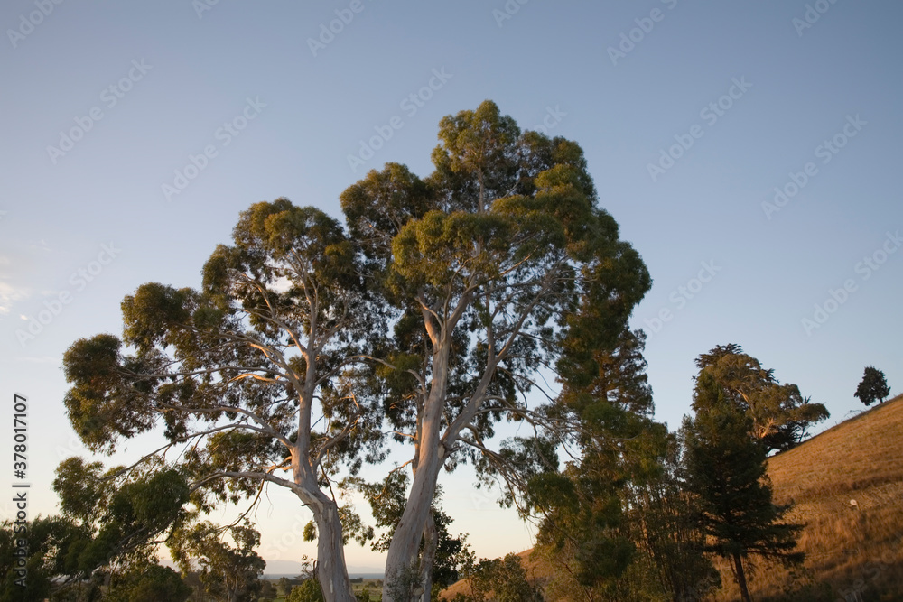 Eucalyptus Tree, Nelson, South Island, New Zealand