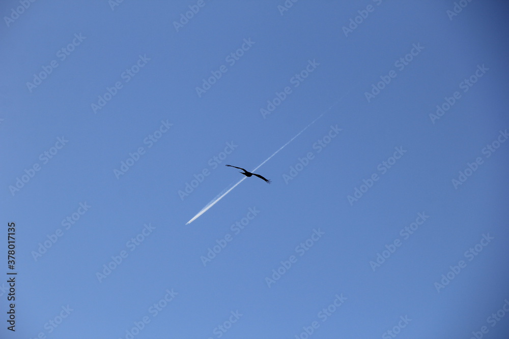快晴の空を飛ぶ鳥(猛禽類)と、飛行機雲を描く飛行機