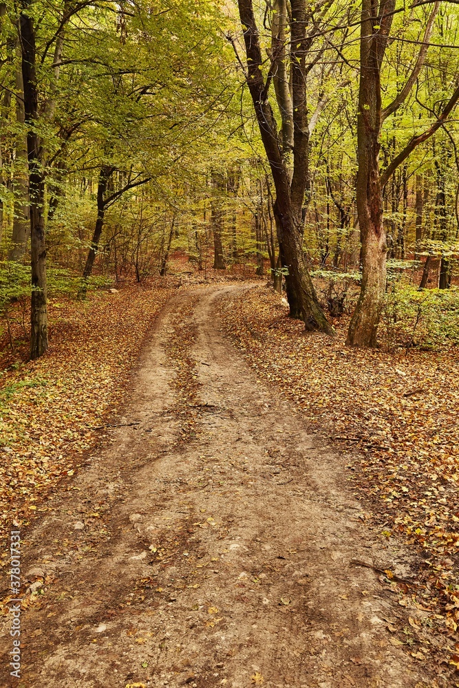 Forest trail with colorful autumn leaves fallen