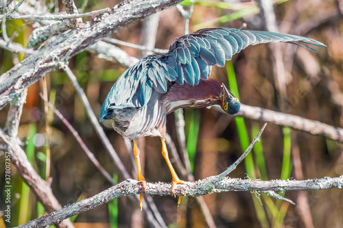 Green heron examining itself on a tree branch.Anhinga trail in Everglades National Park.Florida.USA