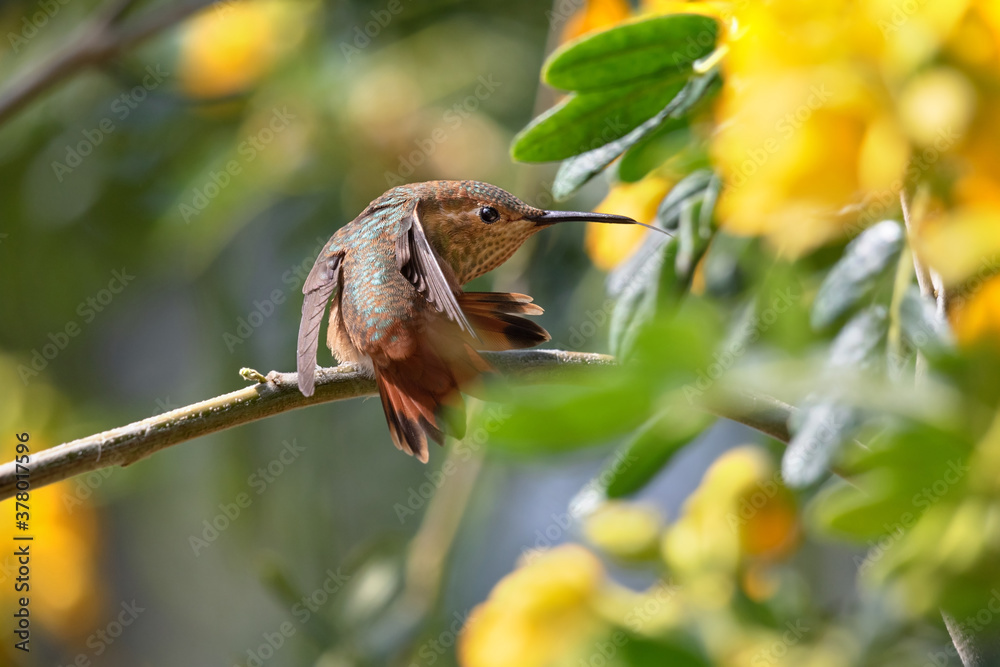 Hummingbird in a threatening posture