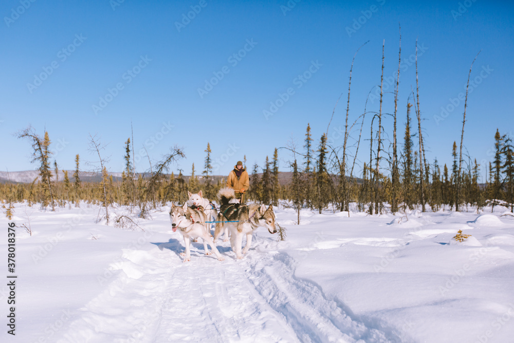 Dog Sled Adventure, Fairbanks, Alaska Dog Sled Adventure, Fairbanks, Alaska