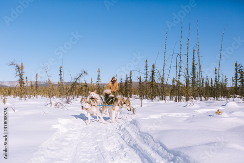 Dog Sled Adventure, Fairbanks, Alaska © youli