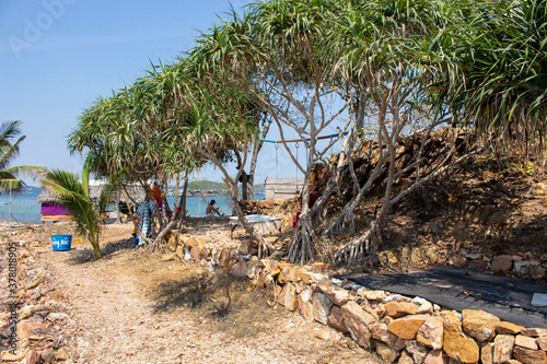 trees on the beach