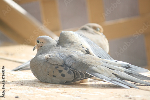 doves on my back porch