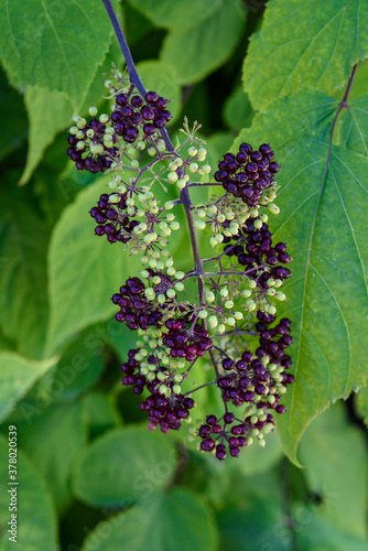 Closeup of Kashmir Aralia leaves and colorful berries in a garden

