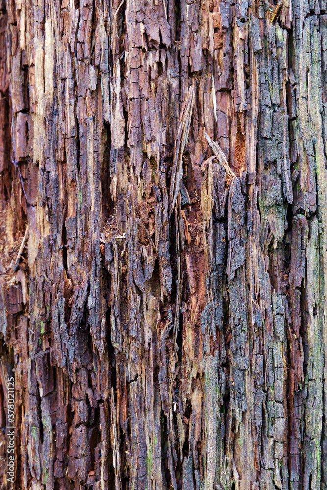 Obraz premium The texture of very old wooden boards covered with moss and mold.
