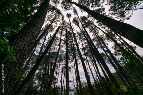 Converging tall pine trees photo