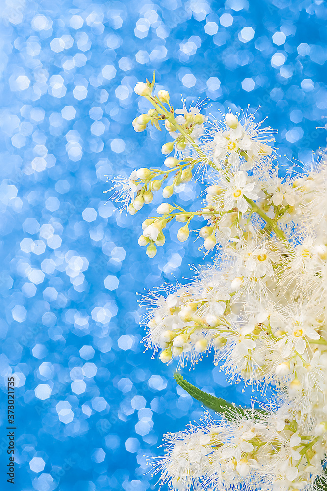 A branch with small white lush flowers on a blue background with a bokeh effect. Screen saver, layout, mockup.