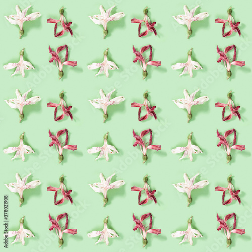 Seamless regular creative pattern with bud of dry white and red flower alstroemeria on green.