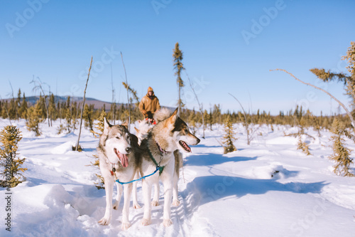 Photography Dog Sled Adventure, Fairbanks, Alaska winter forest in March