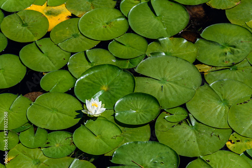Valokuvatapetti White lotus flowers blooming in a lake with lily pads, as a nature background