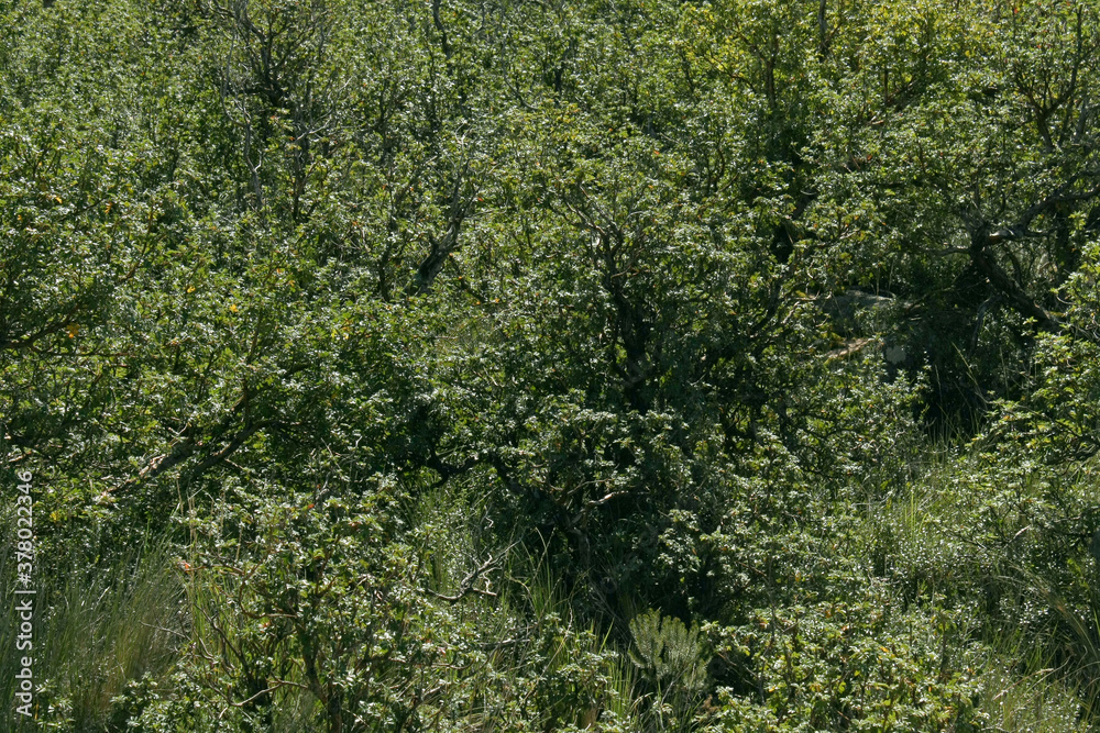 Natural texture and pattern. Closeup view of bushes, grass and trees green foliage. Natural texture and pattern. Closeup view of bushes, grass and trees green foliage.