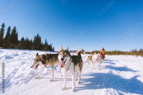 Dog Sled Adventure, Fairbanks, Alaska