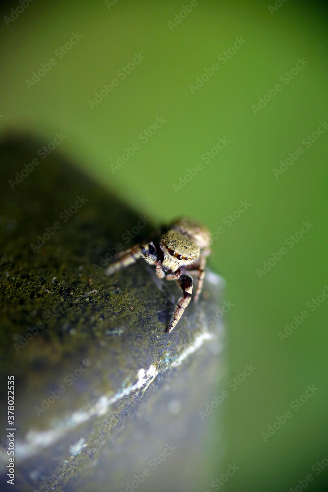 A tiger spider is patiently waiting for its prey on a wooden railing in the forest. A tiger spider is patiently waiting for its prey on a wooden railing in the forest.