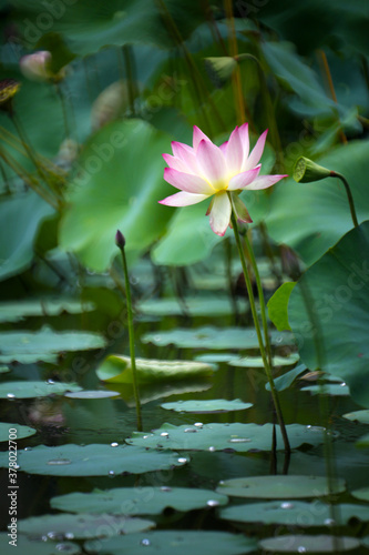 A pink lotus is about to bloom in a pond with green lotus leaves in the background  the whole looks like a beautiful watercolor painting