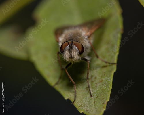 Macro shot of a moth on a leaf under the lights with a blurry background photo