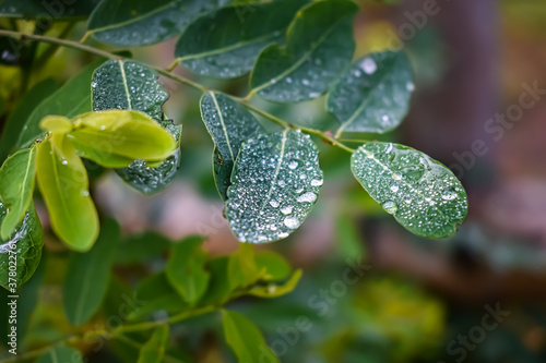 This plant name is Phyllanthus reticulatus, and morning dew drop fall on this plant leaf close up shot in the morning.