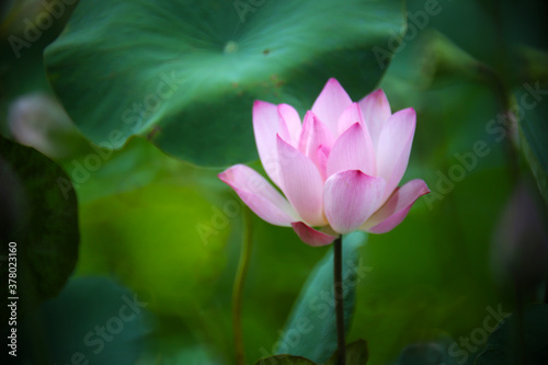 A pink lotus is about to bloom in a pond with green lotus leaves in the background  the whole looks like a beautiful watercolor painting  