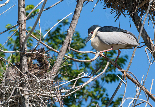 An Adult Black-crowned Night Heron lovingly gazes at its offspring as they demand food. photo