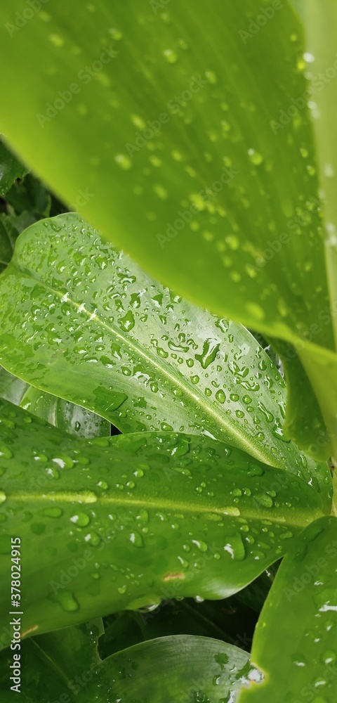 water drops on green leaf water drops on green leaf