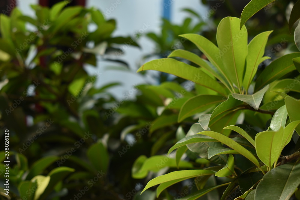 Fototapeta premium leaves in the garden