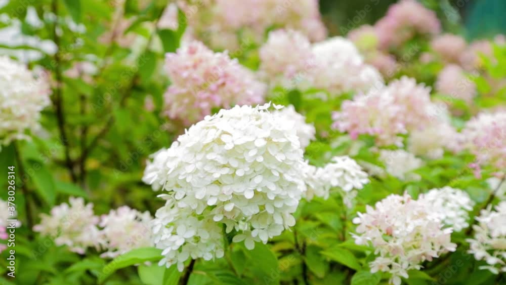 White and pink hydrangea flowers sway in the wind White and pink hydrangea flowers sway in the wind