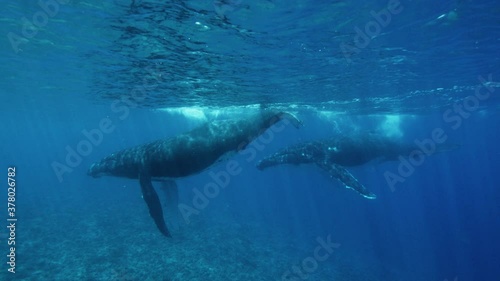 Two Humpback whales slowly swims in the shallow reefs. one of the whales brackes ocean surface with tail. Wide shot , motion right to left photo