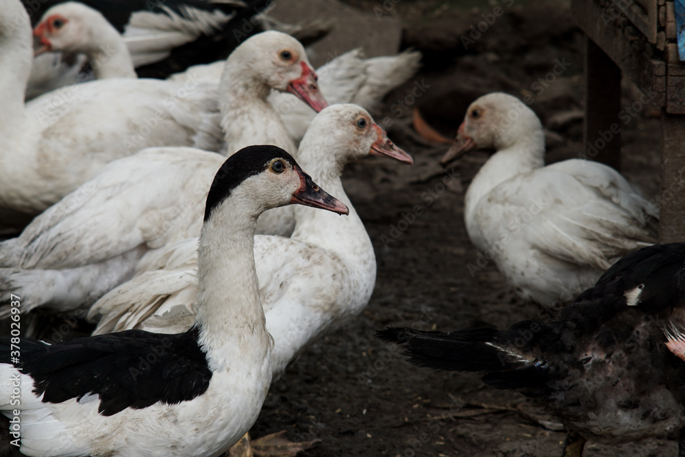 Fototapeta premium duck
