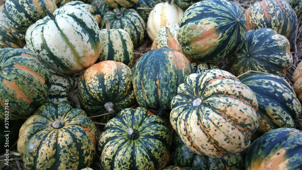 Group of green pumpkins with stripes in natural environment. Not usual type of pumpkin.