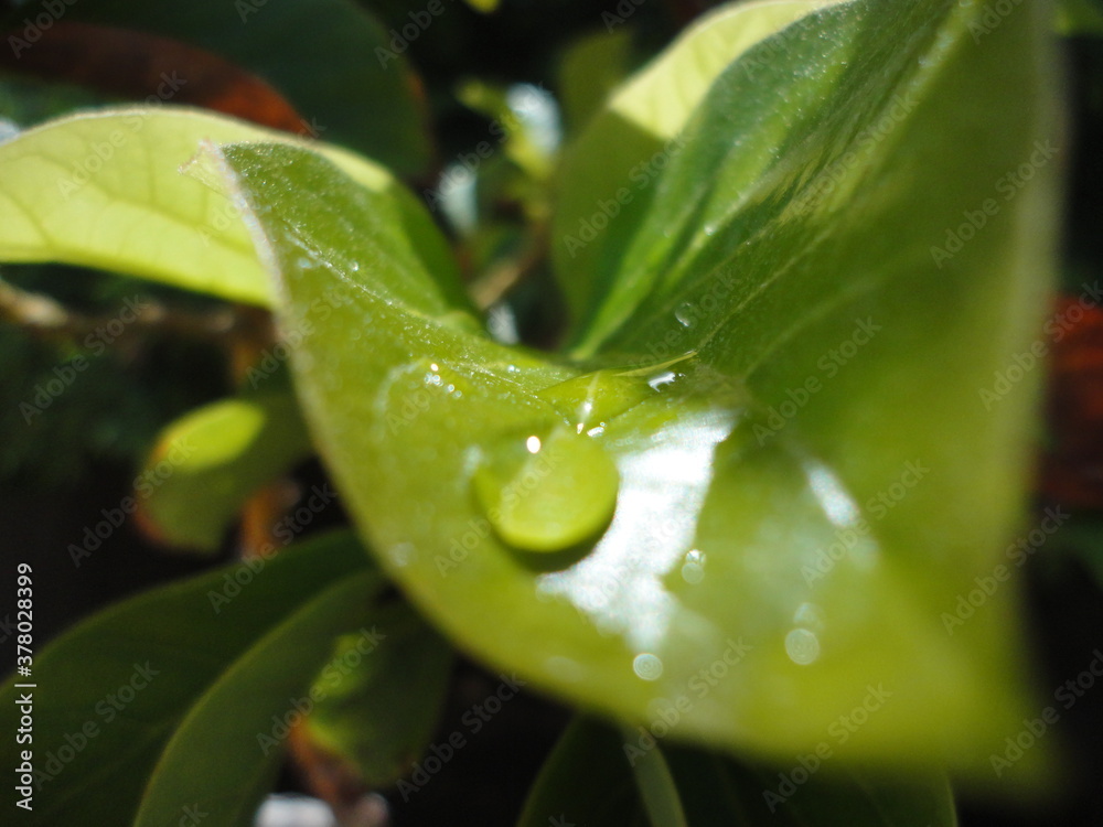 hoja verde de aguacate despues de una tarde lluviosa hoja verde de aguacate despues de una tarde lluviosa