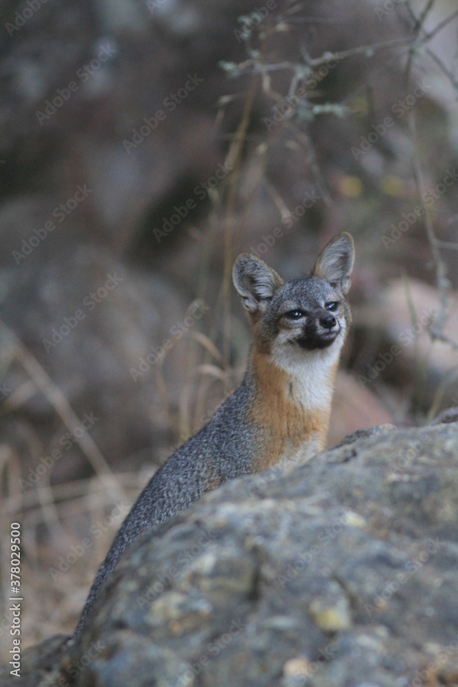 Naklejka premium Wyspa Fox