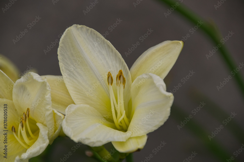 Close Up of A Blooming White Lily Close Up of A Blooming White Lily