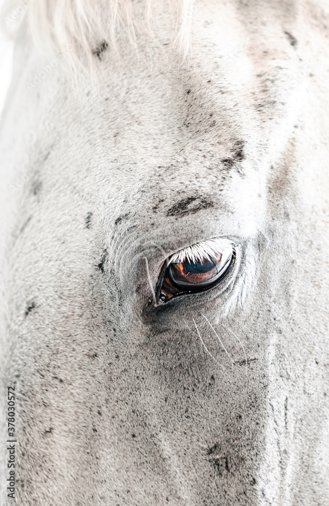 Obraz premium Beautiful Graceful Free Horses in Motion 