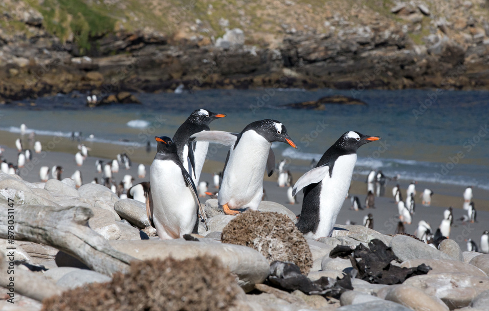 Fototapeta premium Gentoo Penguins (Pygoscelis papua) - in a colony near the shoreline, Westpoint Island, Falkland Islands. 