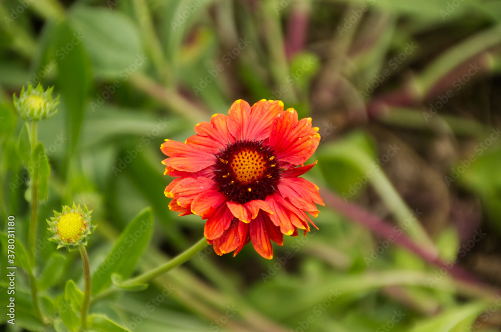 A Blanket Flower Blooming in the Garden A Blanket Flower Blooming in the Garden