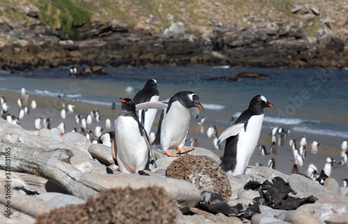 Obraz na plátně Gentoo Penguins (Pygoscelis papua) - in a colony near the shoreline, Westpoint Island, Falkland Islands