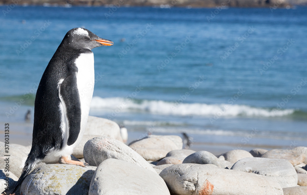 Naklejka premium A Gentoo Penguin (Pygoscelis papua), Westpoint Island, Falkland Islands.