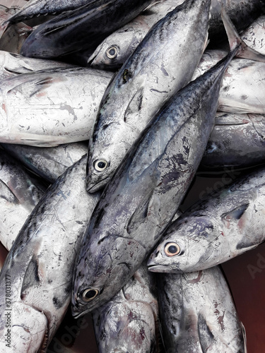 Group of Longtail or Northern bluefin tuna fishes at market, Sea raw fish in Thailand