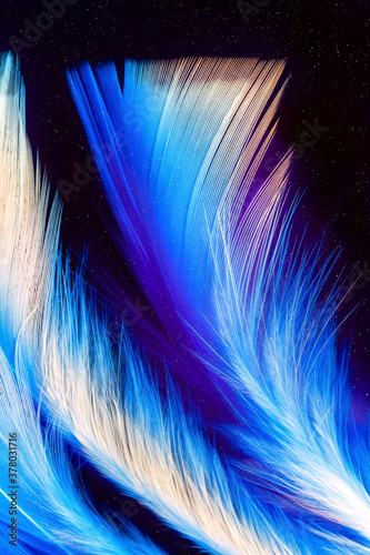 Macro photo of colorful feathers on dark deep background underwater with sparkles