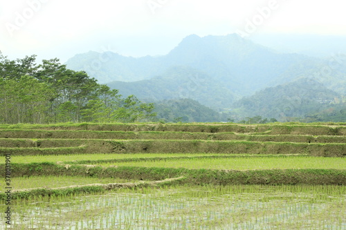 Fototapeta Naklejka Na Ścianę i Meble -  rice terraces in island