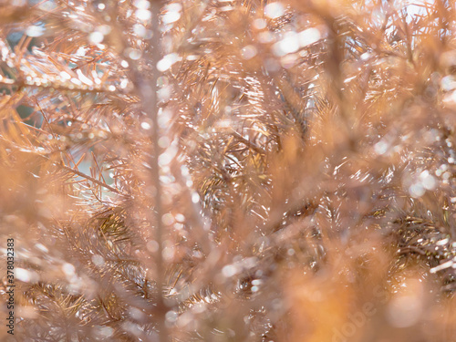 Sun rays shining through dry sprice needles, photo