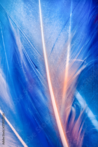 Macro photo of colorful feathers on deep blue background underwater