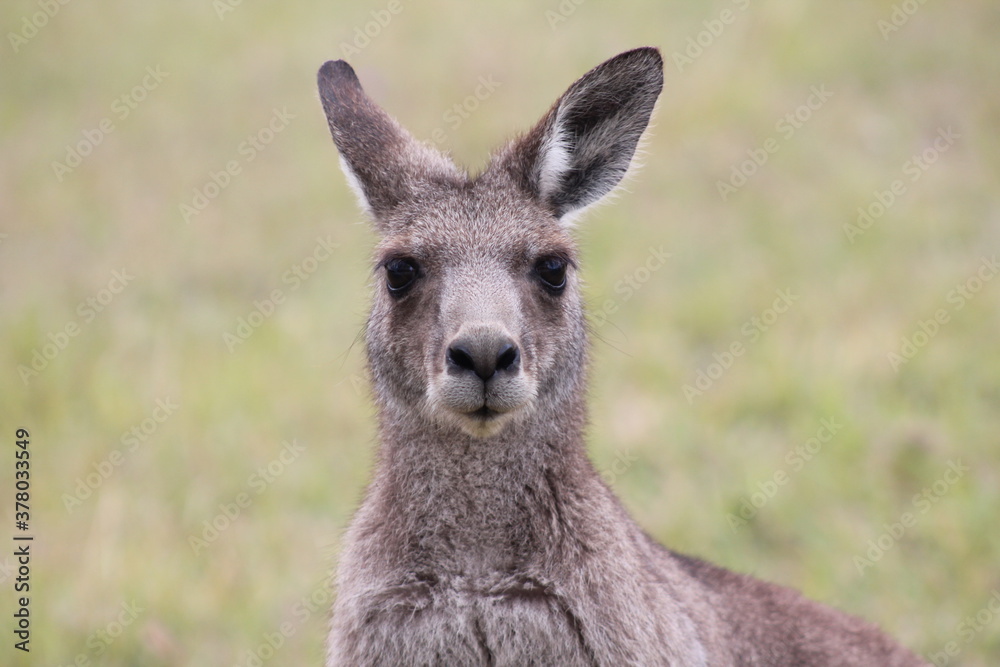 Free Roaming Kangaroo

