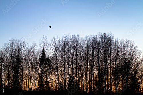 Photo woodcock flying over the forest in the evening