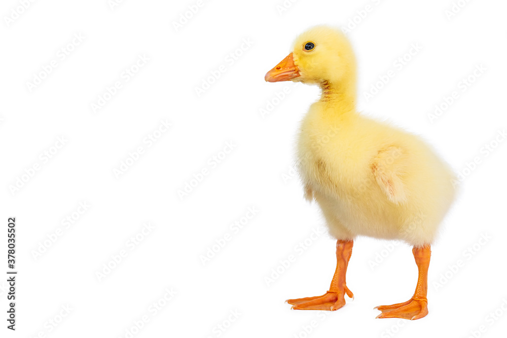 Yellow gosling on white background,Cute little newborn yellow fluffy gosling. Yellow gosling on white background,Cute little newborn yellow fluffy gosling.