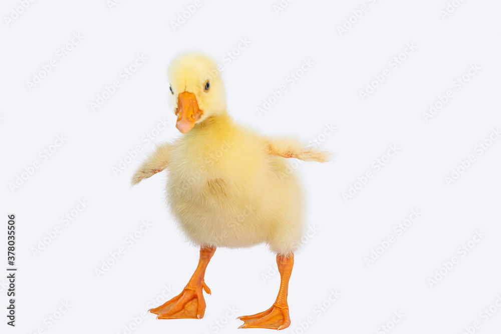 Yellow gosling on white background,Cute little newborn yellow fluffy gosling. Yellow gosling on white background,Cute little newborn yellow fluffy gosling.