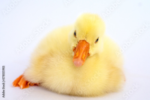 Yellow gosling on white background,Cute little newborn yellow fluffy gosling.