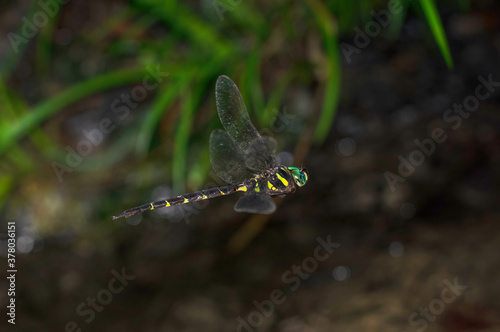 コシボソヤンマ　オス